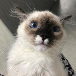 布偶猫吃小蜜瓜好吗视频,美味与健康的双重享受