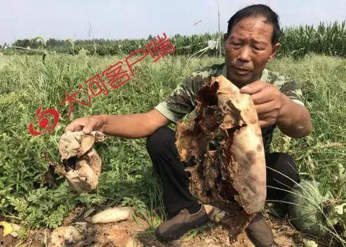 永昌吃瓜事件视频大全集,视频大全集深度解析