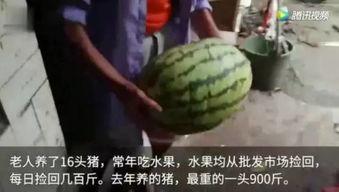 各种吃瓜视频哪里有看的,揭秘各大平台热门视频聚集地