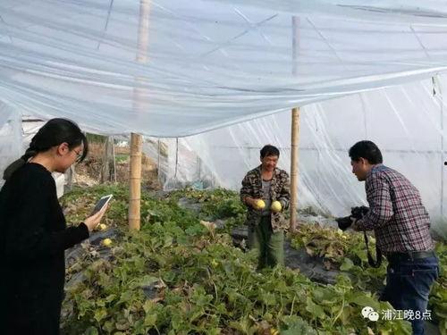 吃瓜群众动态视频下载,揭秘吃瓜群众动态视频下载背后的故事