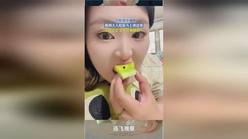 吃货吃瓜小视频,吃货们的美食盛宴