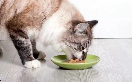 难猫吃哈密瓜会死吗视频,揭秘猫咪致命诱惑之谜