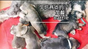 小狗可以吃小瓜么吗视频,宠物美食探索之旅