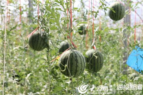 巴东吃瓜视频,揭秘网络热传事件背后的真相