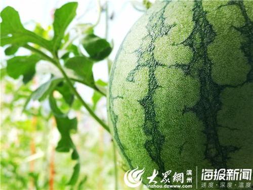 郑科吃瓜视频,揭秘娱乐圈幕后故事