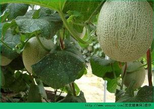 农场吃哈密瓜的视频,甜蜜哈密瓜，尽享丰收滋味