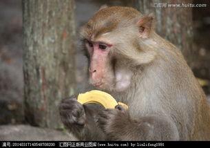 猴子吃瓜道具视频大全,趣味十足！猴子吃瓜道具视频大盘点