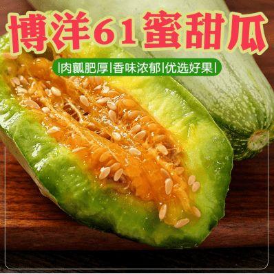 博洋吃蜜瓜视频