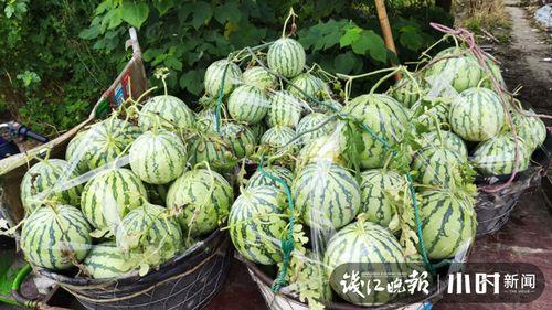 焦作武陟最大的吃瓜视频,一场吃瓜盛宴，揭秘当地最大吃瓜视频背后的故事