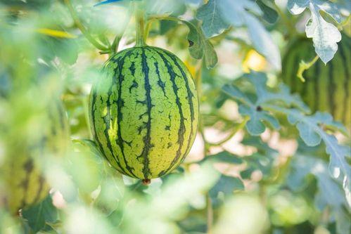 焦作武陟最大的吃瓜视频,一场吃瓜盛宴，揭秘当地最大吃瓜视频背后的故事