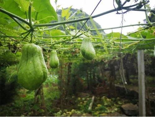 小野吃佛手瓜视频,一场味蕾与视觉的盛宴