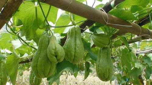 小野吃佛手瓜视频,一场味蕾与视觉的盛宴