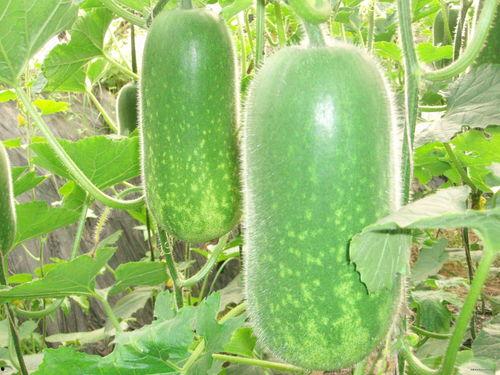 吃葫芦瓜视频素材大全图片,视频素材大全图片赏析