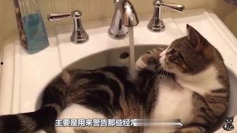 好奇害死猫吃搅瓜视频播放,揭秘“吃搅瓜”视频的疯狂魅力