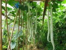 吃蛇瓜的小视频下载安装,短视频带你领略独特口感与营养价值