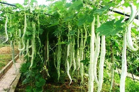 吃蛇瓜的小视频下载安装,短视频带你领略独特口感与营养价值