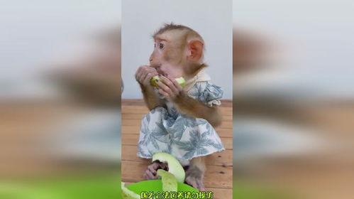 喂猴子吃瓜搞笑视频大全,搞笑视频大全带你笑翻天