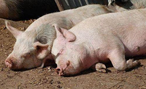 猪先生和小东吃瓜视频