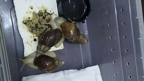 蜗牛会吃梨瓜吗视频,揭秘蜗牛的饮食习惯