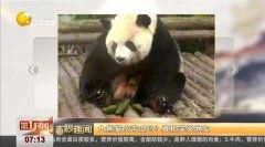 吃瓜看熊猫视频直播下载,吃瓜群众一键下载，尽享萌态时刻